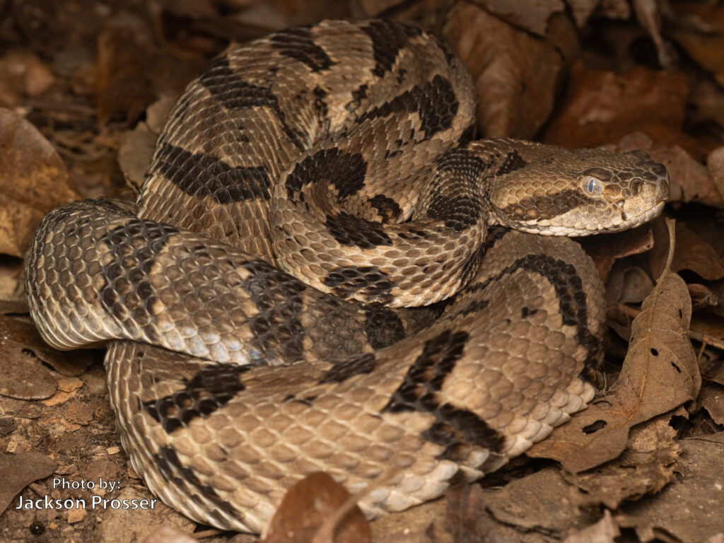 A curled-up timber rattlesnake with tan and dark brown patterned scales is lying on dry leaves on the forest floor.