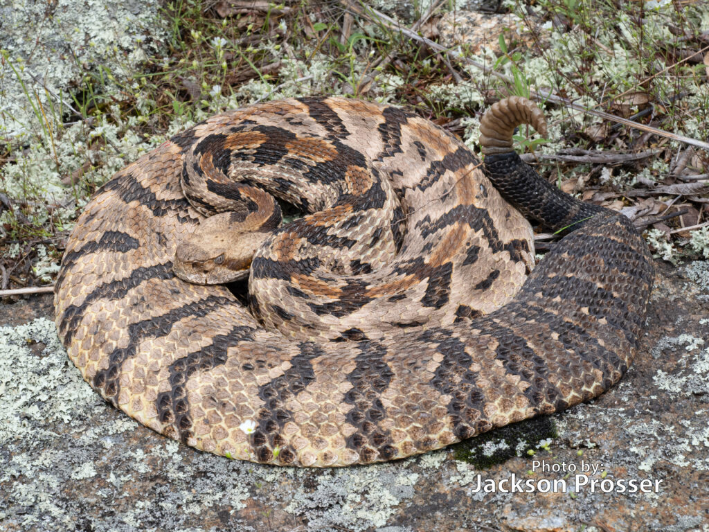A large, coiled timber rattlesnake with tan and dark brown zigzag patterns rests on a rocky, lichen-covered ground.