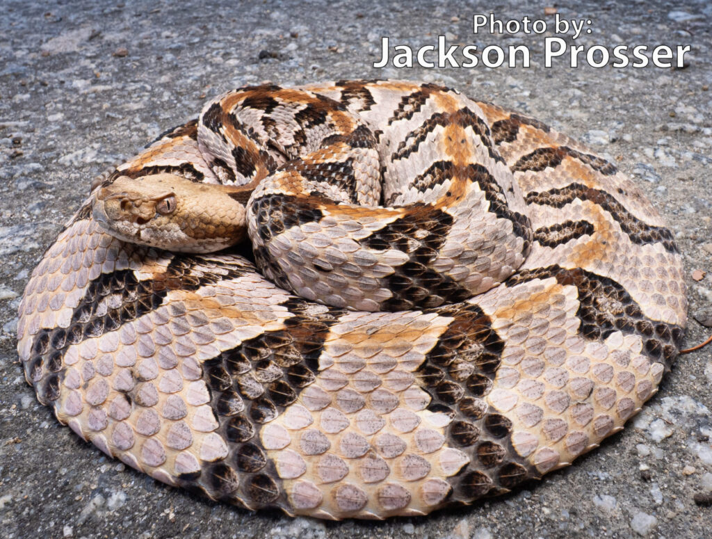 A coiled timber rattlesnake with brown and tan patterned scales rests on a textured gray surface. Text on the image reads: Photo by: Jackson Prosser.