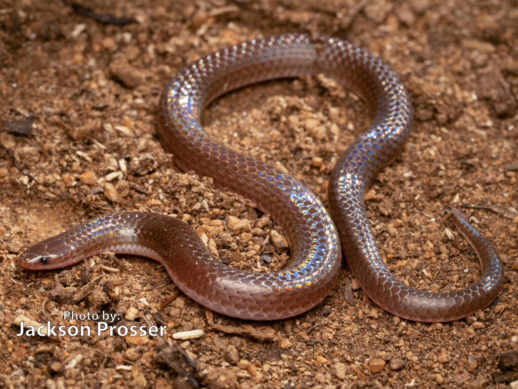 A shiny, brown, legless reptile with smooth scales, likely a Worm Snake (Carphophis amoenus), lies on reddish-brown soil. Text in the image reads Photo by: Jackson Prosser.