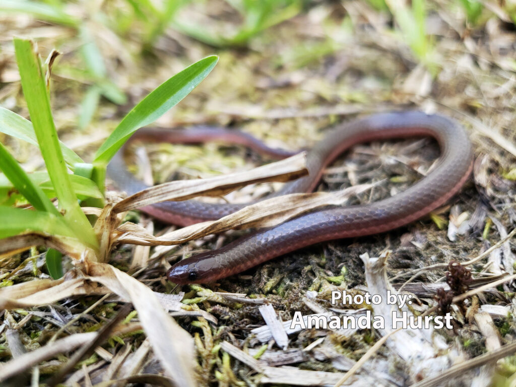 A Worm Snake (Carphophis amoenus) is seen on the ground, its slender body blending seamlessly with the earth.