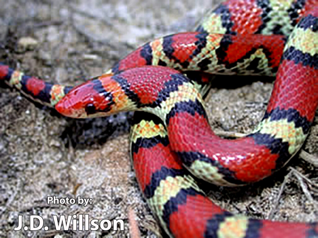 cemcoc3 - Willson A red, black, and yellow-banded Scarlet Snake is coiled on the ground. Text at bottom left reads: Photo by: J.D. Willson.