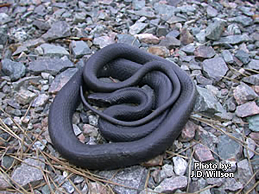 A Black Racer (Coluber constrictor) snake is coiled on a ground covered with rocks and pine needles. Photo by J.D. Willson.
