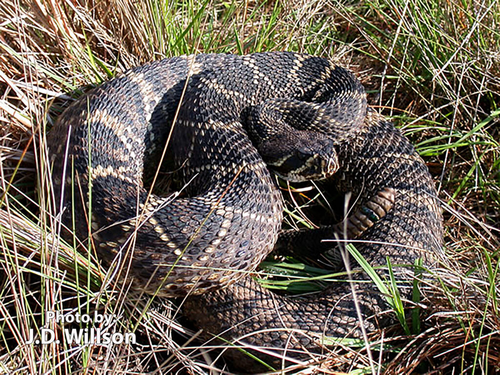A venomous Eastern Diamondback Rattlesnake, Crotalus adamanteus, rests coiled in dry grass with its head raised.