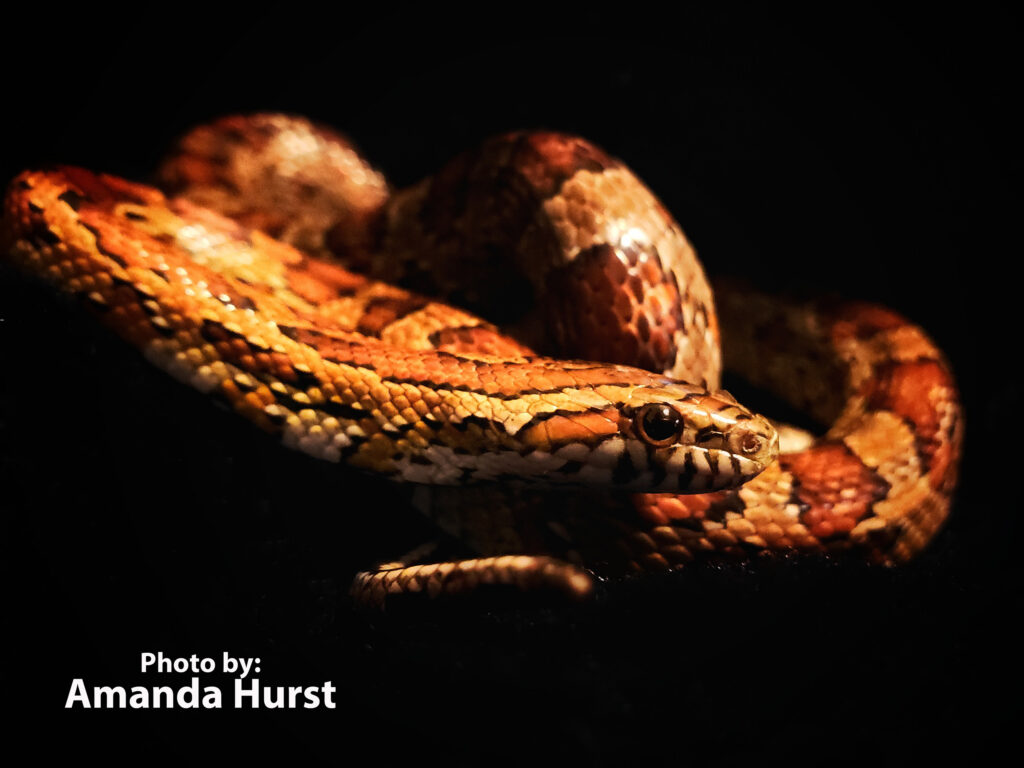 Corn Snake - Hurst A close-up of a coiled corn snake (Pantherophis guttata) with orange and brown scales against a black background. Text reads, Photo by: Amanda Hurst.