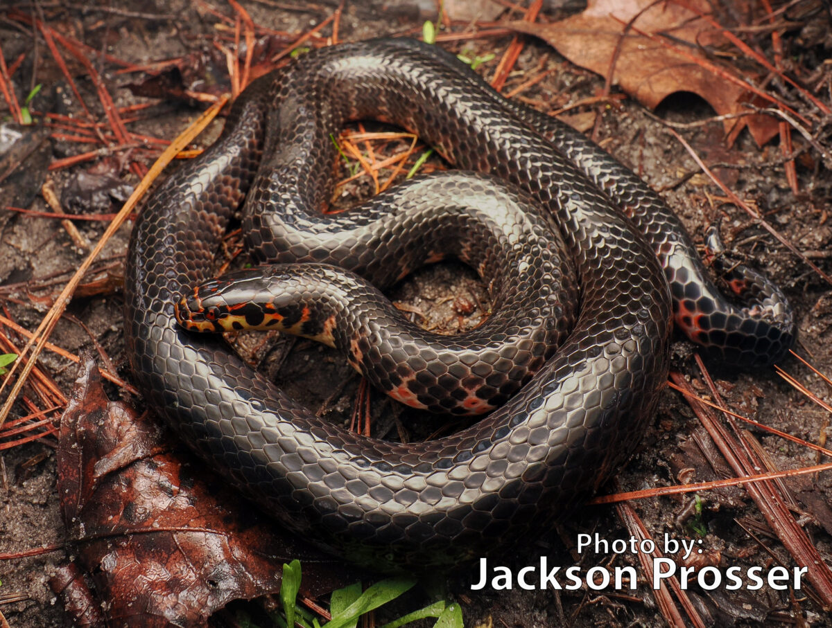 A glossy black Mud Snake, Farancia abacura, with striking orange markings lies coiled on damp ground covered with pine needles and leaves.