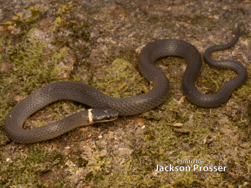 A small, dark-colored Ringneck Snake with a yellow collar marking rests on a mossy rock surface. Text at the bottom reads, Photo by: Jackson Prosser.