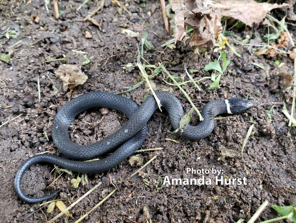 A small black Ringneck Snake, Diadophis punctatus, with a white ring around its neck lies on brown soil, surrounded by bits of plants and dried leaves.
