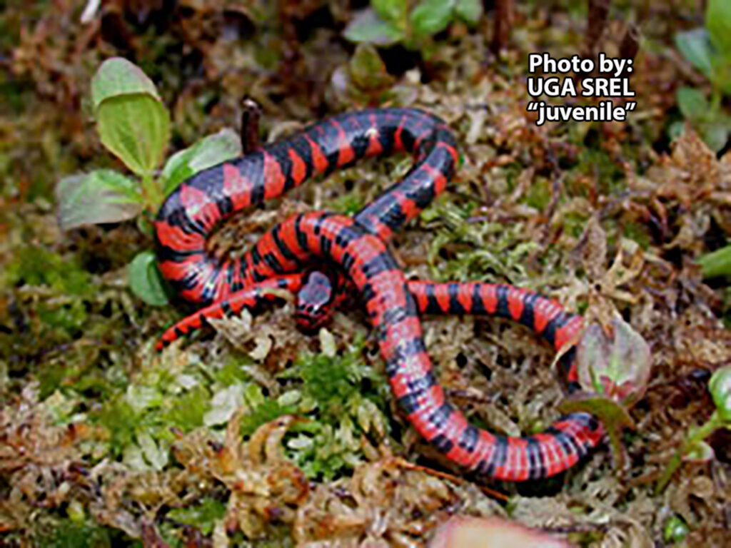 A black and red-banded juvenile salamander lies on mossy ground surrounded by small green plants, resembling the vibrant markings of a Mud Snake (Farancia abacura). Text overlay reads: Photo by: UGA SREL Juvenile.