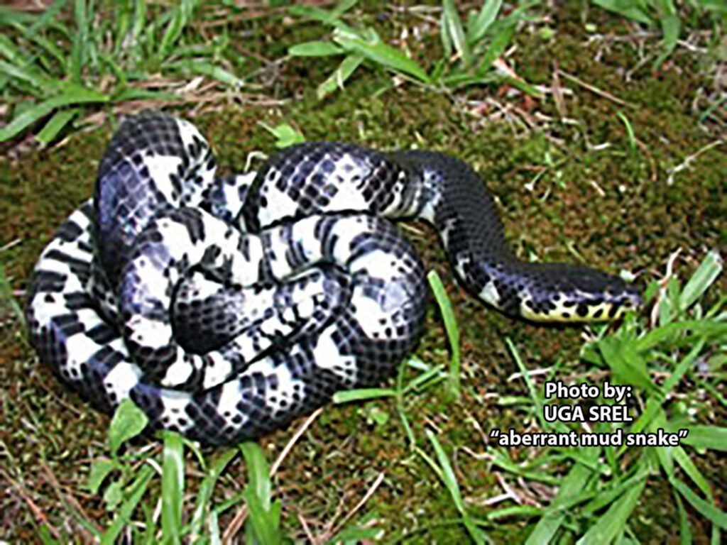 A black and white Mud Snake, Farancia abacura, is coiled up in the grass.