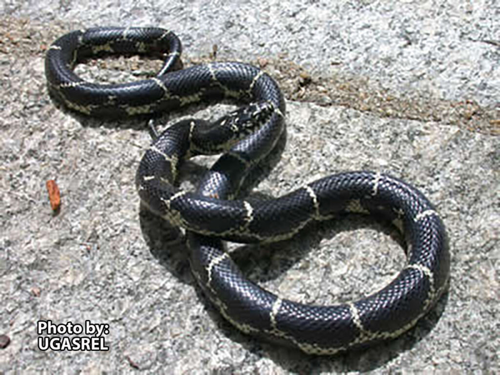 An Eastern Kingsnake (Lampropeltis getula) with striking white bands is lying in an S-shape on a rough, gray surface. Text in the corner credits the photo to UGASREL.