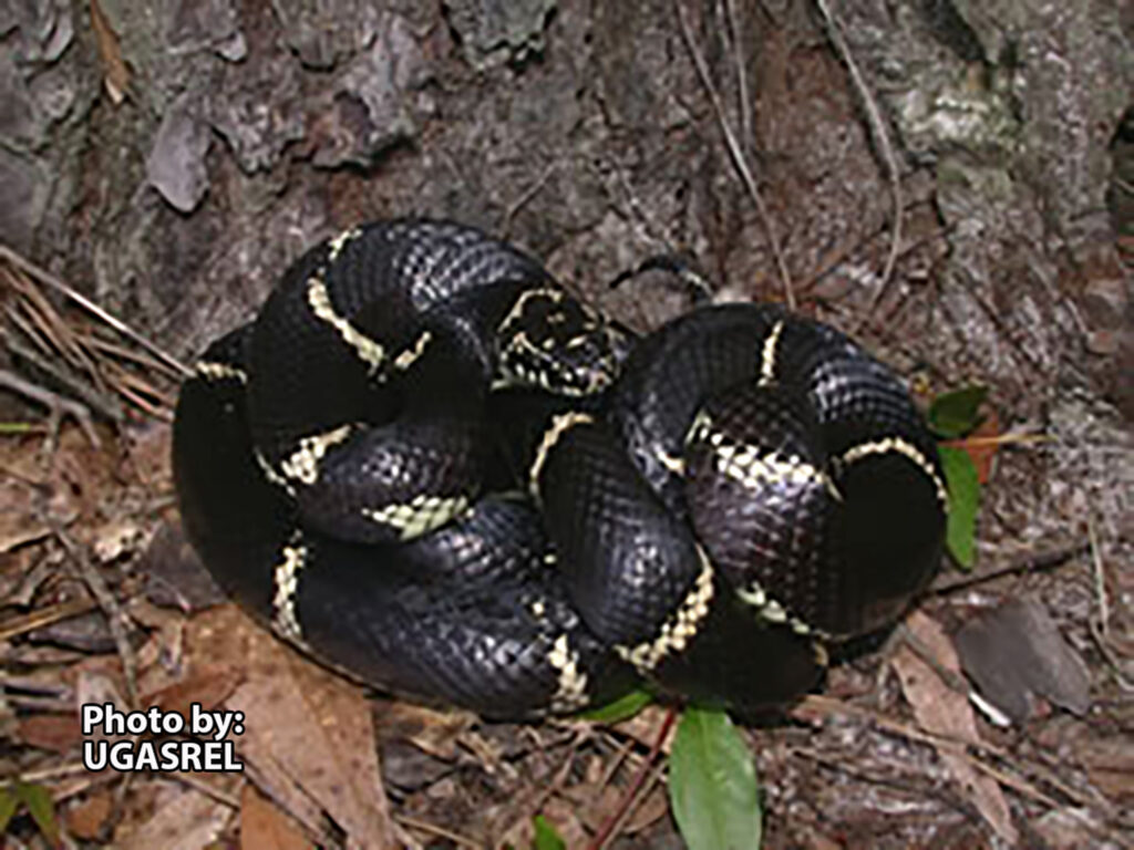 A black Eastern Kingsnake with yellow bands is coiled on the forest floor near leaves and tree bark.