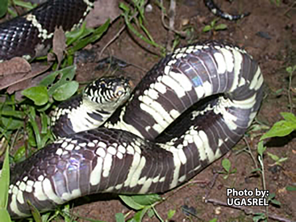 A black and white banded Eastern Kingsnake lies coiled on the ground among green plants and soil. Photo credit: UGASREL.