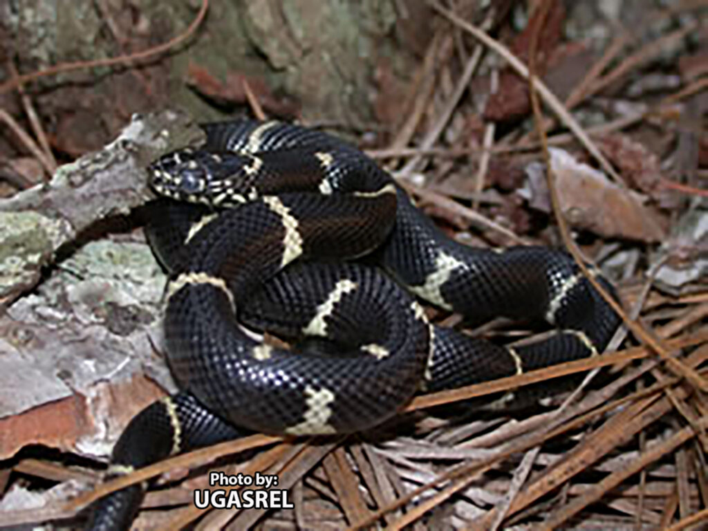A black Eastern Kingsnake with yellow bands is coiled on the forest floor among dry leaves, pine needles, and tree bark.